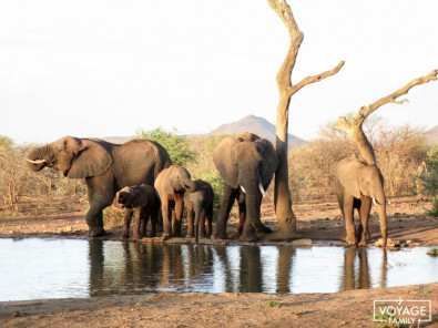 safari en famille elephant